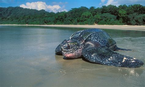 棱皮龜|【動物好朋友】棱皮龜(Leatherback sea turtle)